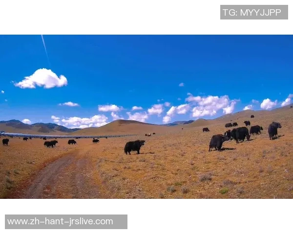小牛与公牛的较量谁才是草原之王的真正代表 小牛与公牛的较量谁才是草原之王的真正代表